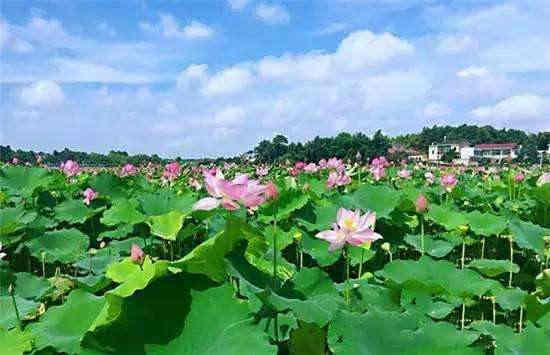 凤鸣湖
